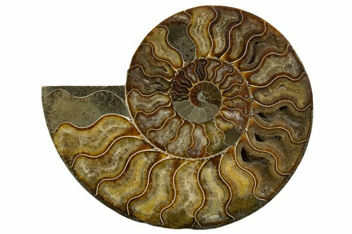 Cut & Polished Ammonite Fossil (Half) - Madagascar #317855